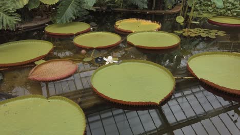 Giant-Lillypads-in-a-greenhouse