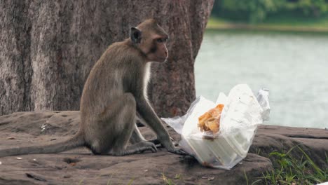 Mono-Comiendo-De-Cajas-Para-Llevar-Desechadas