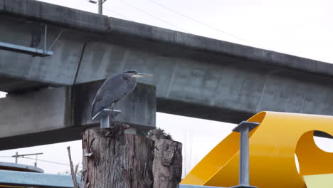 King-Blue-Heron-Perched-in-Industrial-Work-Site-Flies-Away