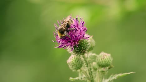 Bumblebee-pollinating-in-thistle-flower
