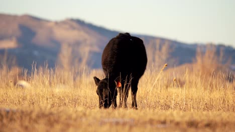 Angus-grazing-in-the-open-space-of-Boulder-Colorado