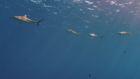 Buceo-Con-Tiburones,-Tiburón-Punta-Negra-De-Arrecife