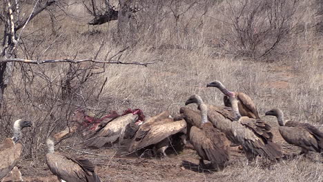 Hyenas-and-vultures-fight-over-a-giraffe-carcass-on-African-savanna