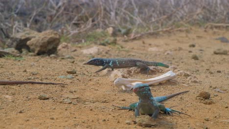 Many-Whiptail-lizards-or-blau-blau-crawling-around-bone-from-dead-carcass-in-arid-desert-landscape,-close-up