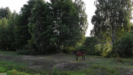 Aerial-View-of-Horse-in-a-Field-With-Trees-in-Background-During-Golden-Hour-Tracking-Forward