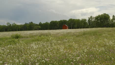 Aerial-over-tops-of-wildflowers-in-fallow-field-cabin-sits-alone