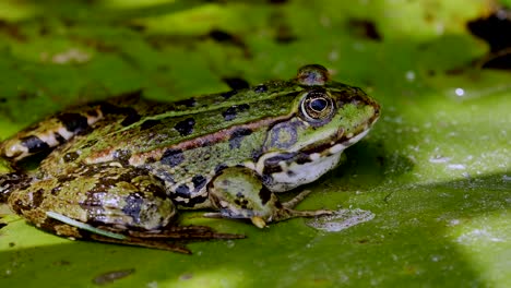 Close-up-shot-of-wild-green-frog-covered-in-planting-area-with-camouflage-skin