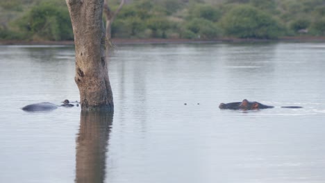Animals-in-Natural-Habitat,-Hippo-Swimming-and-Relaxing-in-River-Water,-South-Africa,-Kruger-National-Park,-Slow-Motion