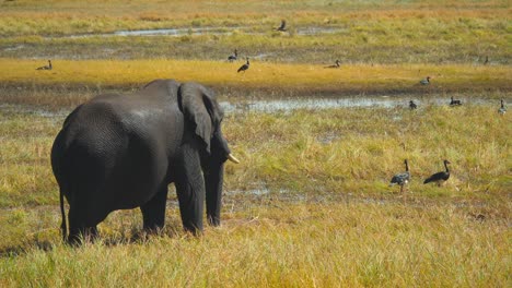 Un-Elefante-Africano-Parado-En-Hierba-Mojada-En-El-Río-Chobe,-Botswana,-Cámara-Lenta