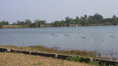 Birds-Flying-at-Jambughoda-Wildlife-Sanctuary