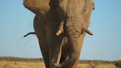 Zeitlupenaufnahme-Eines-Afrikanischen-Elefanten,-Der-Unter-Der-Heißen-Afrikanischen-Sonne-Eine-Schlammdusche-Nimmt,-Um-Sich-Abzukühlen