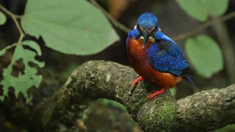 El-Pájaro-Macho-Martín-Pescador-De-Orejas-Azules-Se-Sienta-En-Su-Percha-Cubierta-De-Musgo-Durante-La-Espera-De-La-Temporada-Del-Monzón