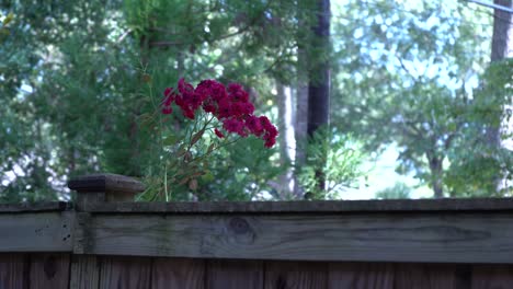 Pink-Flowers-blow-in-the-Wind-above-a-residential-wooden-fence,-Static-Tripod