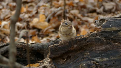 Cute-Curious-Mouse-sits-Perched-Upon-Dead-Tree-Log-on-Dense-Forest-floor,-looking-around-before-running-off