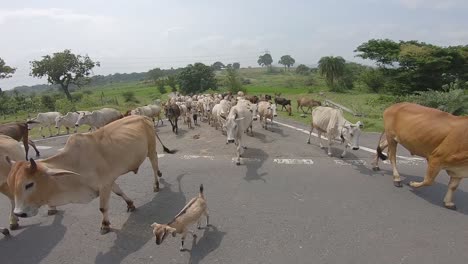 Kühe,-Die-Die-Hauptstraße-überqueren,-Blockieren-Den-Verkehr-Auf-Der-Straße