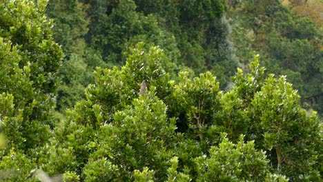 Grauer-Vogel-In-Einer-Leuchtend-Grünen-Baumkrone,-Der-Sich-Umschaut-Und-Posiert