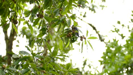 Acorn-Woodpecker-feeding-off-of-acorns-on-a-tree-in-Costa-Rica