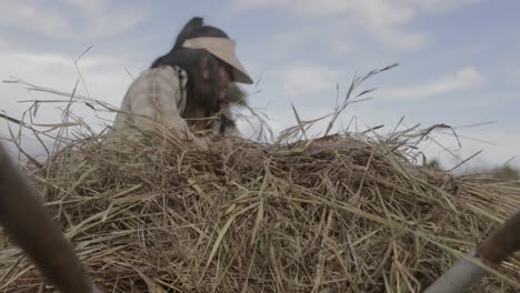 Female-laborer-at-an-organic-farm-stacking-hay-to-use-as-mulch