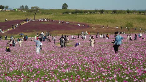 Beautiful-Cosmos-flower-field-in-Anseong-Farmland,-South-Korea