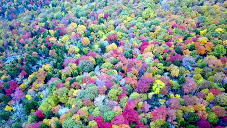 Spectacular-Leaf-Color-Aerial,-Grandfather-Mountain-NC,-Grandfather-Mountain-North-Carolina