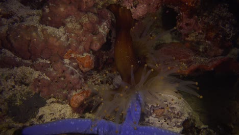Seeanemone-Fängt-Blauen-Seestern-Und-Ernährt-Sich-Davon