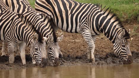 Heat-shimmer-as-three-Zebra-drink-muddy-water-from-African-water-hole