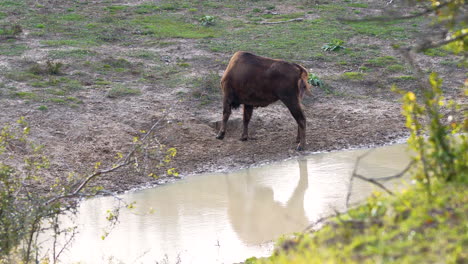 European-bison-standing-by-a-muddy-stream,scratching-itself,Czechia