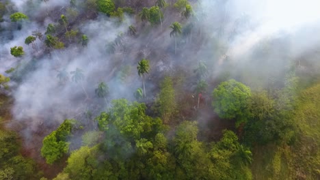 Aerial-view-of-bushfire-deforestation-burning-and-smoking,-in-jungle-of-New-South-Wales,-sunny-day,-in-Australia---tracking,-drone-shot