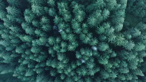 Aerial-view-top-down-over-tall-coniferous-pine-forest-canopy-wilderness-zoom-out