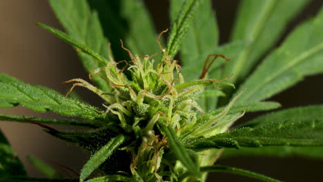 Close-up-marijuana-plant