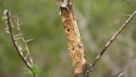 tilt-up-tree-branch-damaged-by-a-woodpecker-and-termites