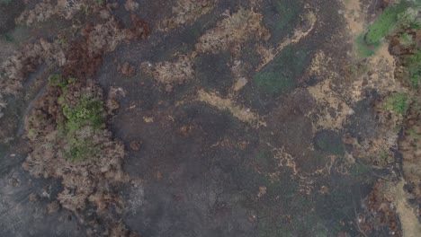 Aaerial-drone-shot-of-burnt-forest-in-Pantanal,-black-ash
