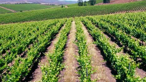 Testgrube-Auf-Dem-Lehmboden-In-Gitterweingärten-In-Der-Weinregion-Leyda-Valley,-Chile