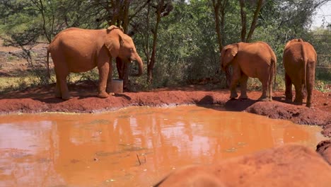 Elephants-standing-on-edge-of-watering-hole-in-Africa---Don-Sheldrick-Elephant-Orphanage