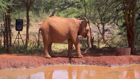 juvenile-elephant-walking-around-watering-hole-at-Kenya-elephant-orphanage-with-giraffe-in-background