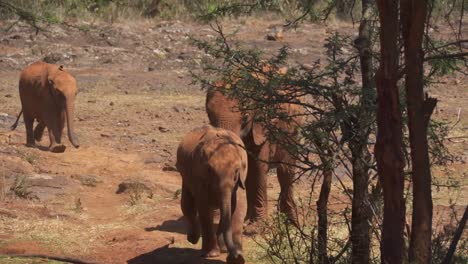 Baby-elephant-Running-at-Don-Sheldrick-Elephant-Orphanage,-Nairobi-Kenya