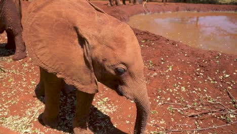 Baby-elephant-eating-leaves-by-watering-hole-flapping-ears