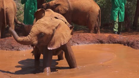 Baby-elephant-swinging-trunk-and-playing-in-water