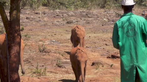 Baby-elephants-running-toward-man-to-get-fed-at-Nairobi-Elephant-Orphanage