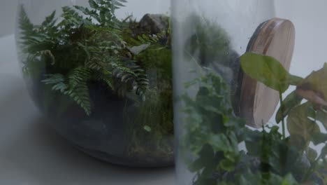 Botanical-workshop-with-the-tiny-self-sufficient-ecosystem-in-the-glass-terrarium-rack-focus-close-shot