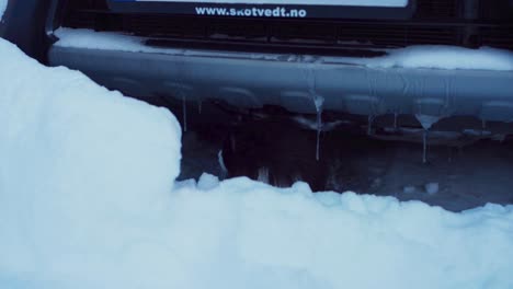 Cute-Black-And-White-Siberian-Cat-Hiding-Under-The-Car-In-Snow