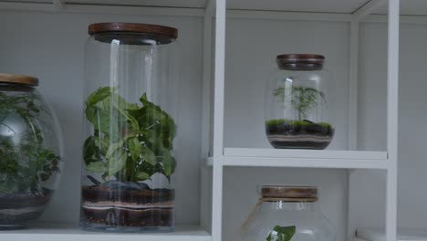 Botanical-workshop-with-the-tiny-self-sufficient-ecosystem-in-the-glass-terrarium-trucking-shot