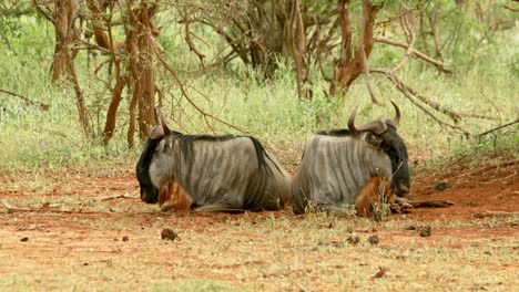Pair-Of-Wildebeest-Lying-Down-In-Tsavo-National-Park,-Kenya