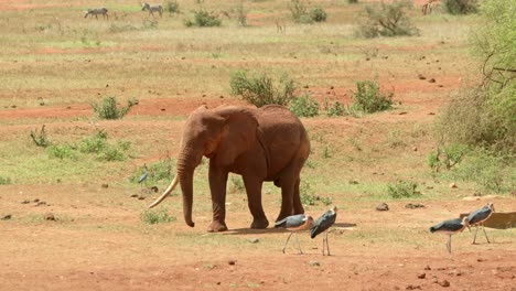 Elephant-Walking-Near-The-Marabou-Storks-In-Masai-Mara,-Kenya,-Africa