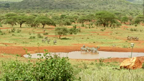 Zeitraffer-Von-Zebras-Am-Wasserloch-In-Der-Nähe-Der-Kilaguni-Serena-Safari-Lodge-Im-Tsavo-West-Nationalpark,-Kenia