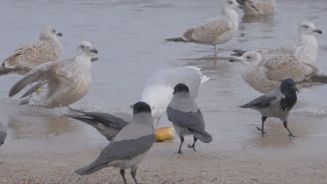 Juvenile-Yellow-legged-gulls-and-European-Herring-Gulls-Fight-with-Flock-of-Hooded-Crows-over-piece-of-Bread-on-Wet-Sandy-Seashore---slow-motion