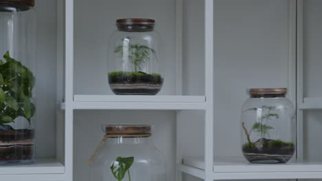 Botanical-workshop-with-the-tiny-floral-composition-ecosystem-in-the-glass-terrarium-trucking-shot