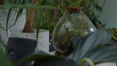 Botanical-workshop-with-the-tiny-self-sufficient-ecosystem-in-the-glass-terrarium-rack-focus-medium-shot
