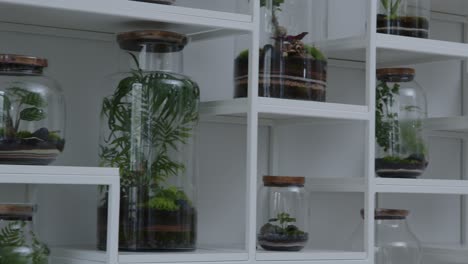 Botanischer-Workshop-Mit-Dem-Winzigen-Blumenkompositions-Ökosystem-Im-Glasterrarium-Auf-Den-Regalen