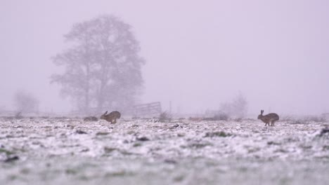Low-panning-shot-of-two-hares-running-through-a-field-on-a-windy-snowy-day-past-wooden-fences,-slow-motion